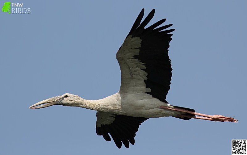 Asian Openbill Stork